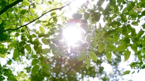 Green Leaves In Forest Sun Shining Through