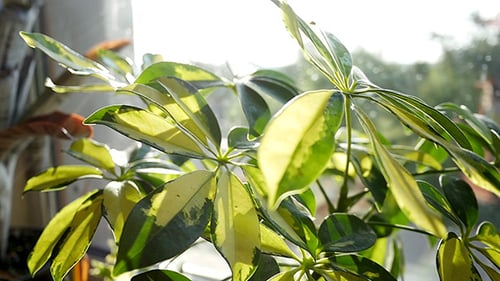 Plante d'intérieur Schefflera Arboricola