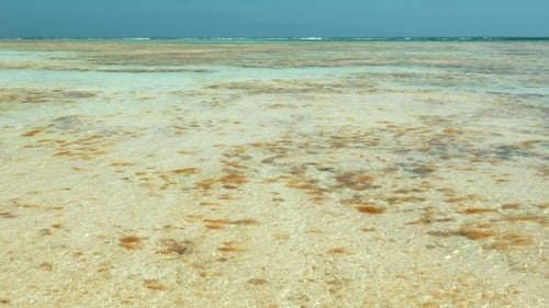 Sea Shallow