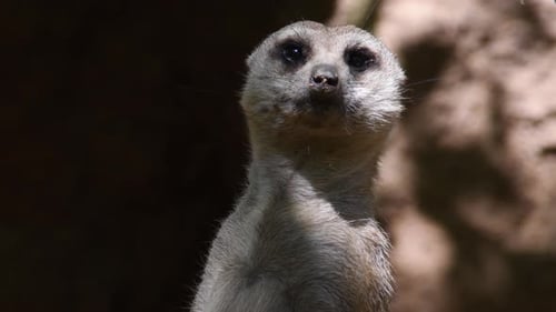 Erdmännchen Suricate auf der Suche