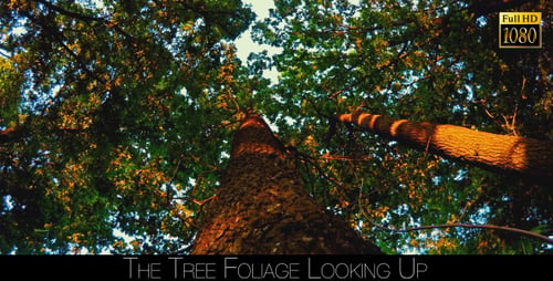 The Tree Foliage Looking Up 3