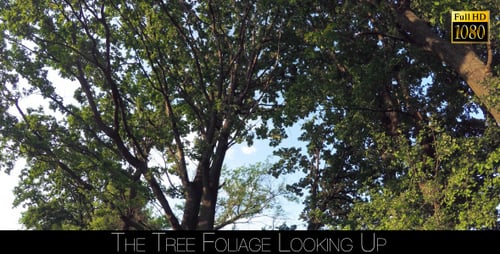 The Tree Foliage Looking Up 4