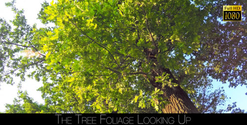 The Tree Foliage Looking Up 5