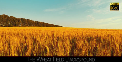 The Wheat Field