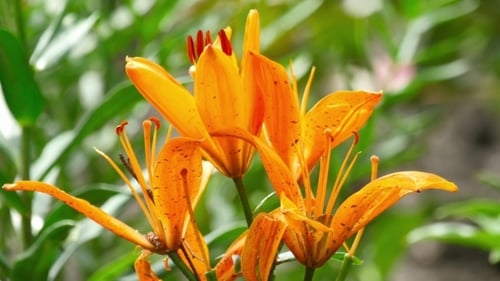 Orange Lily