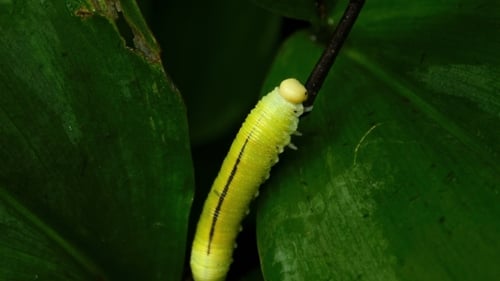Caterpillar