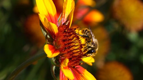 Working bumblebee 5