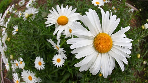 Big garden chamomile flowers