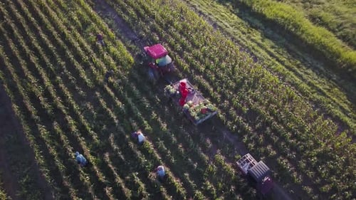 Aerial of tractor and corn wagon in corn field with workers on a summer morning.