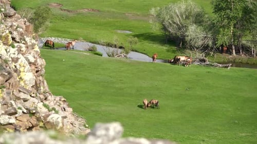 Real Wild Free Horses Grazing by Stream in Green Meadow With Fresh Grass