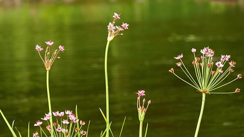 Delicate Pink Flowers Against Green Background