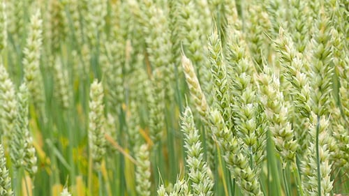 Green Wheat Field Background