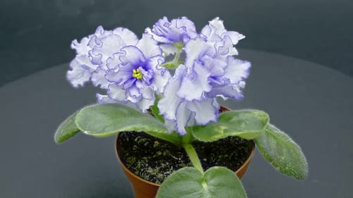 Close Up of Ruffled White and Purple African Violet