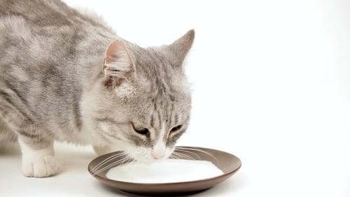Gray Tabby Cat Drinks White Liquid From Dish