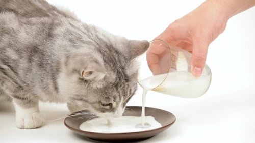 Tabby Cat Drinking Milk from Plate Close Up