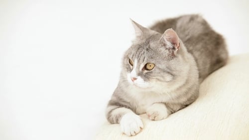 Gray Tabby Cat Resting Comfortably on Cushion