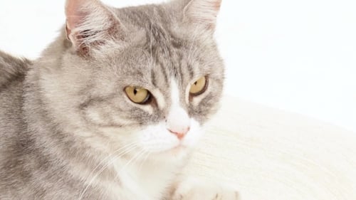 Graue Katze starrt herum