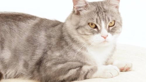 Cat Lying On A White Background