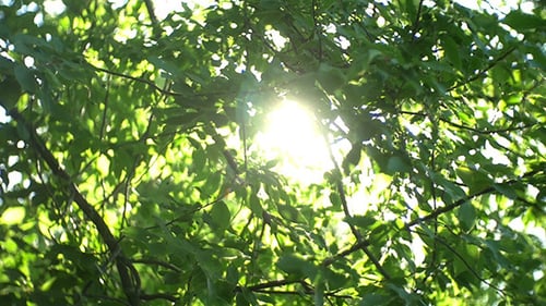 Hojas verdes y sol