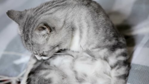 The Cat Is Infected With Parasites