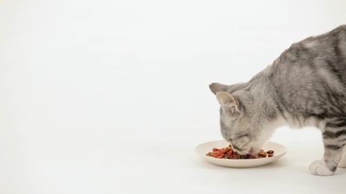 Cat Eating Dry Food from a Dish