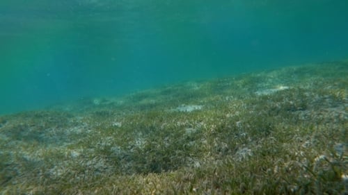 Sea Bottom With Water Grass