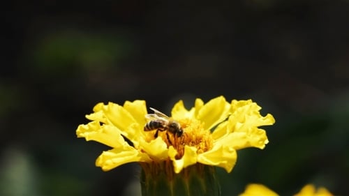 Bee Pollinates Flower