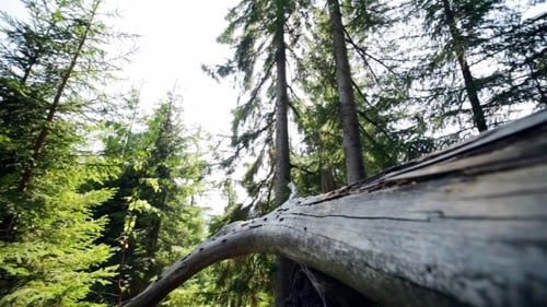 Fallen Tree in a Verdant Coniferous Forest