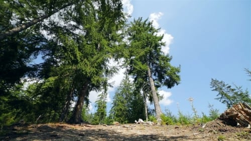 Forest Trail