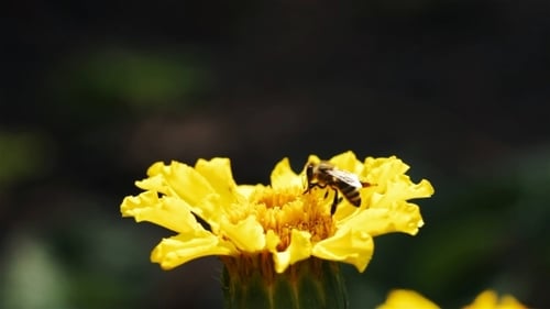Bee On a Flower