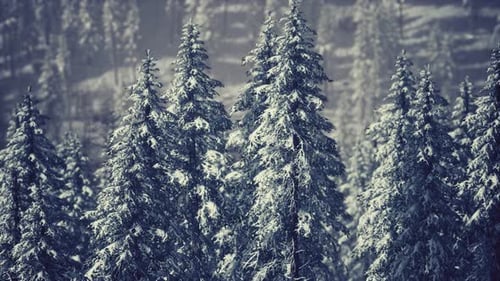 Majestic Snowy Pine Forest with Gentle Snowfall Animation