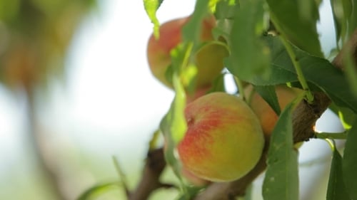 Close-up of peaches growing on a tree