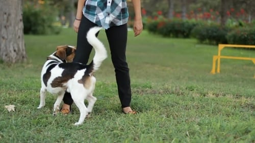 El perro corre bajo el pie de la niña