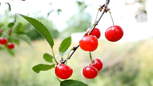 Rote und süße Kirschen auf einem Zweig
