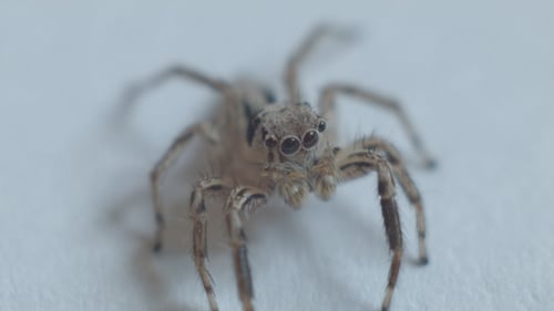 Araignée