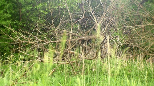 Dry Tree