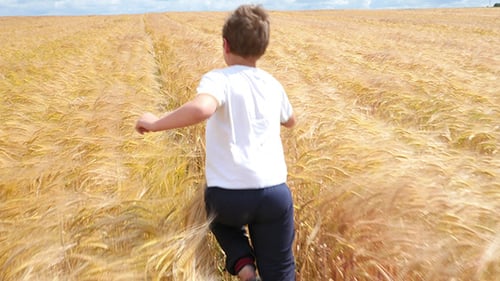 Child Runs Through Golden Wheat Field on Sunny Day