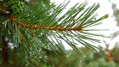 Branch Of A Coniferous Tree With Raindrops