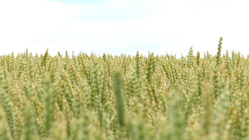 Green Wheat Field Background