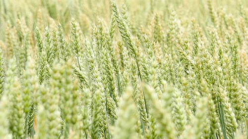 Green Wheat Field Background