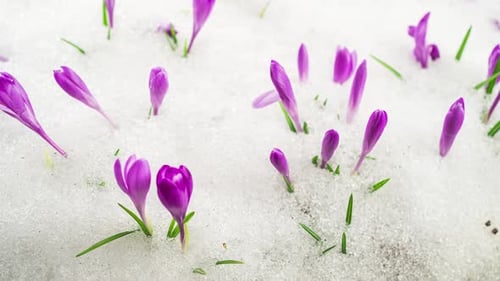 Crocus Flowers Blooming Snow Spring