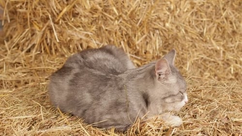 Chat qui dort sur du foin dans la grange.