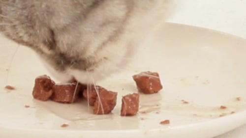 Le chat mange de la viande