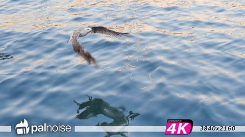 Bird Fly Sea