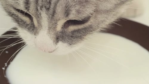 Adorable Kitten Drinking Milk From a Bowl