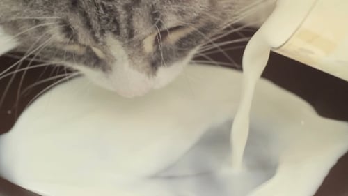 Gray Cat Drinks Milk from Bowl Close-Up