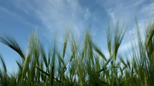 Stalks And Ears Of Wheat Swaying In The Blue Sky