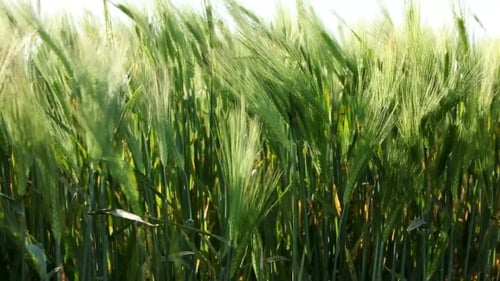 Green Wheat Stems.