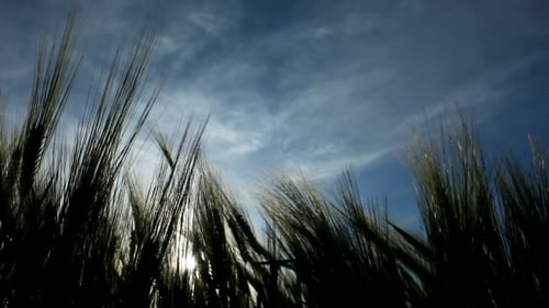 Wheat Ears Eilhouette