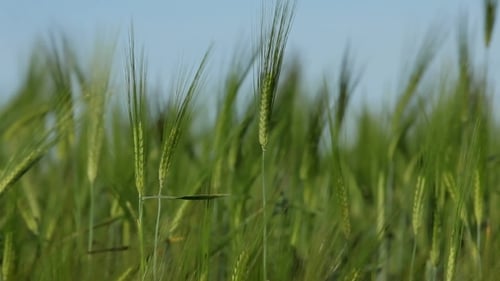 Growth Of Cereal